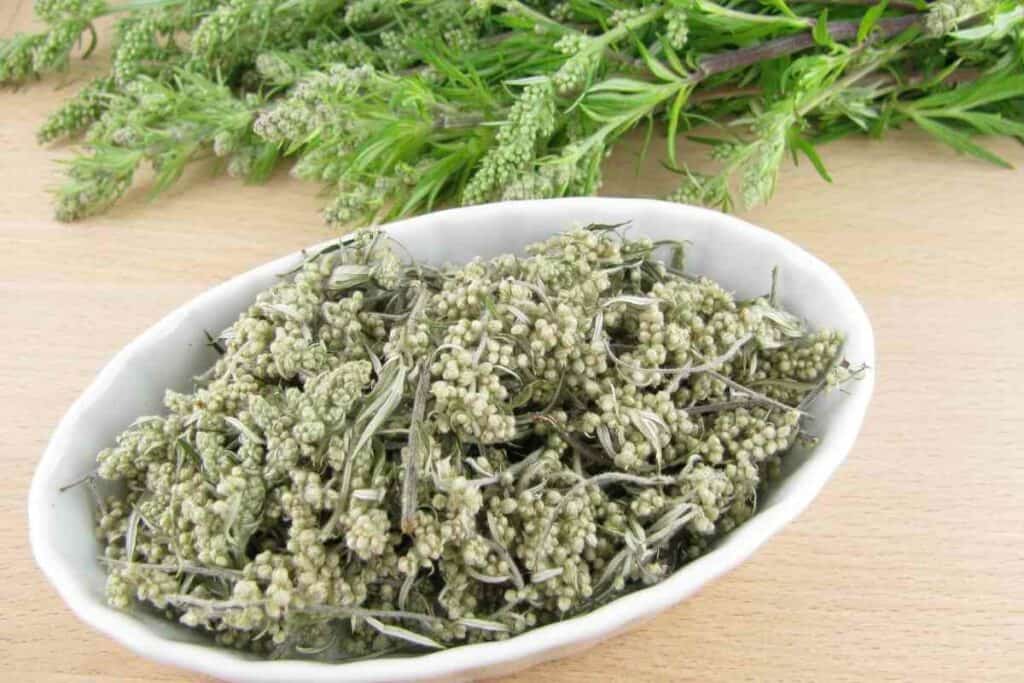 What Does Mugwort Look Like