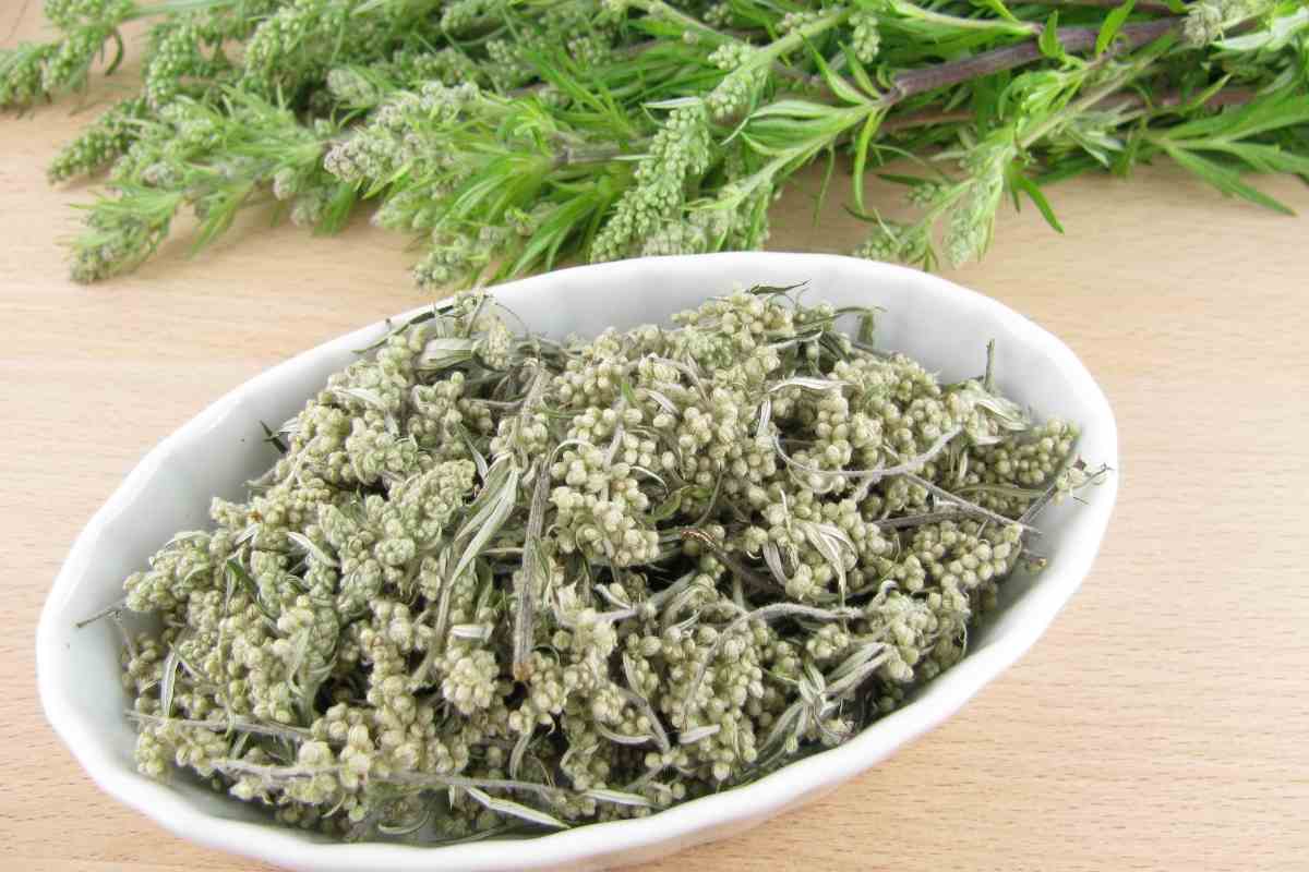 How To Make Mugwort Tea How To Make Mugwort Tea