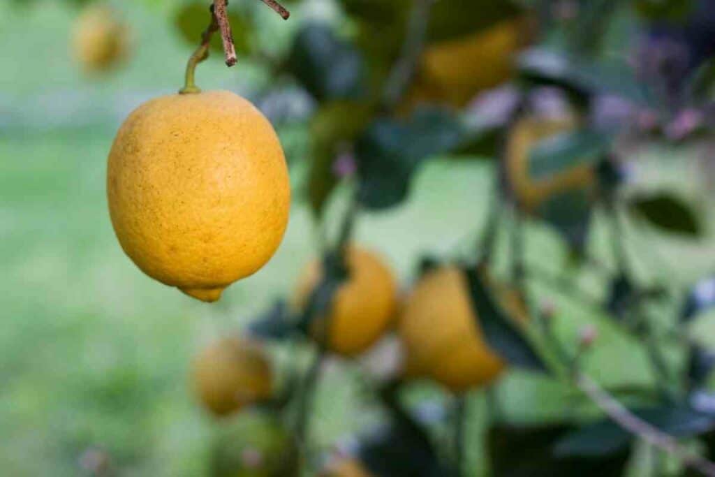 Nutritional benefits yuzu and lemon fruits