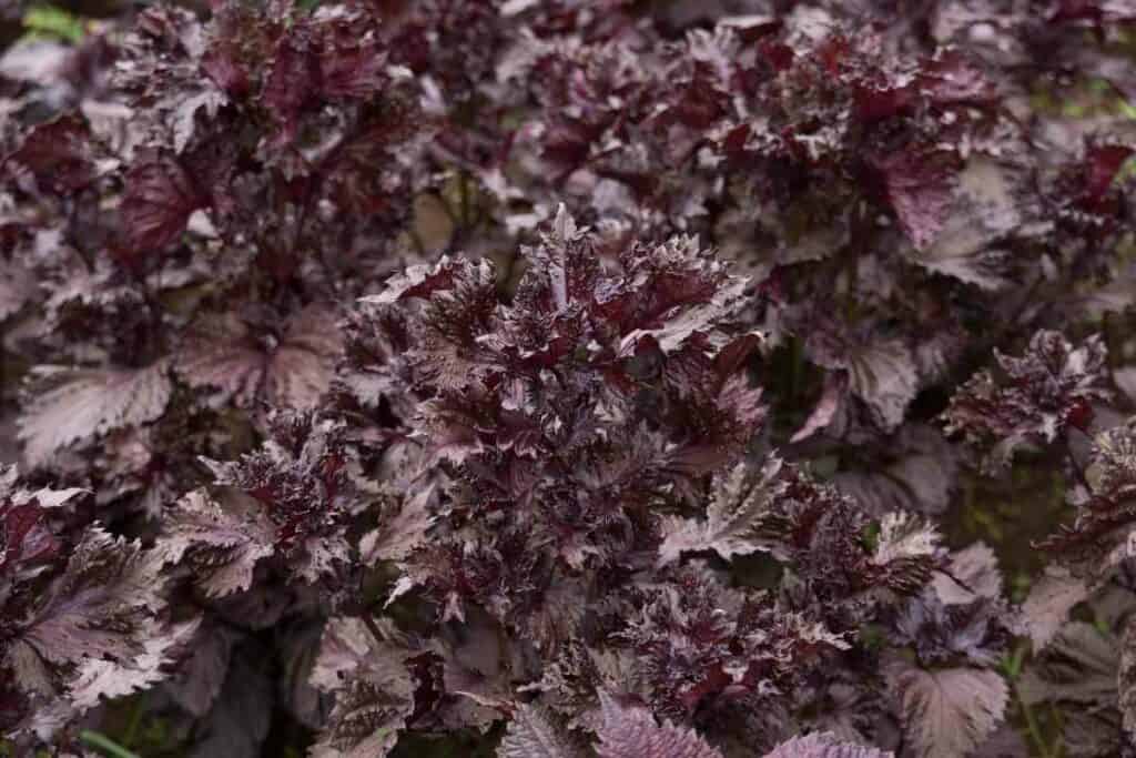 Red shiso juice health benefits