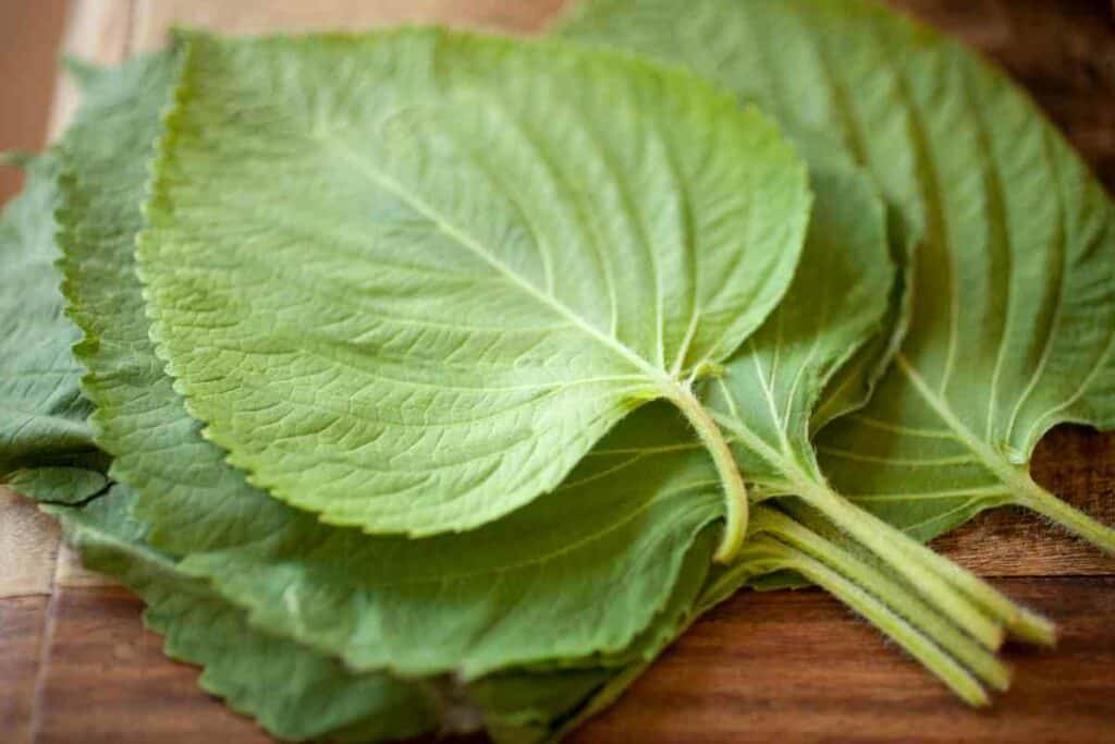 Red shiso vs green shiso explained