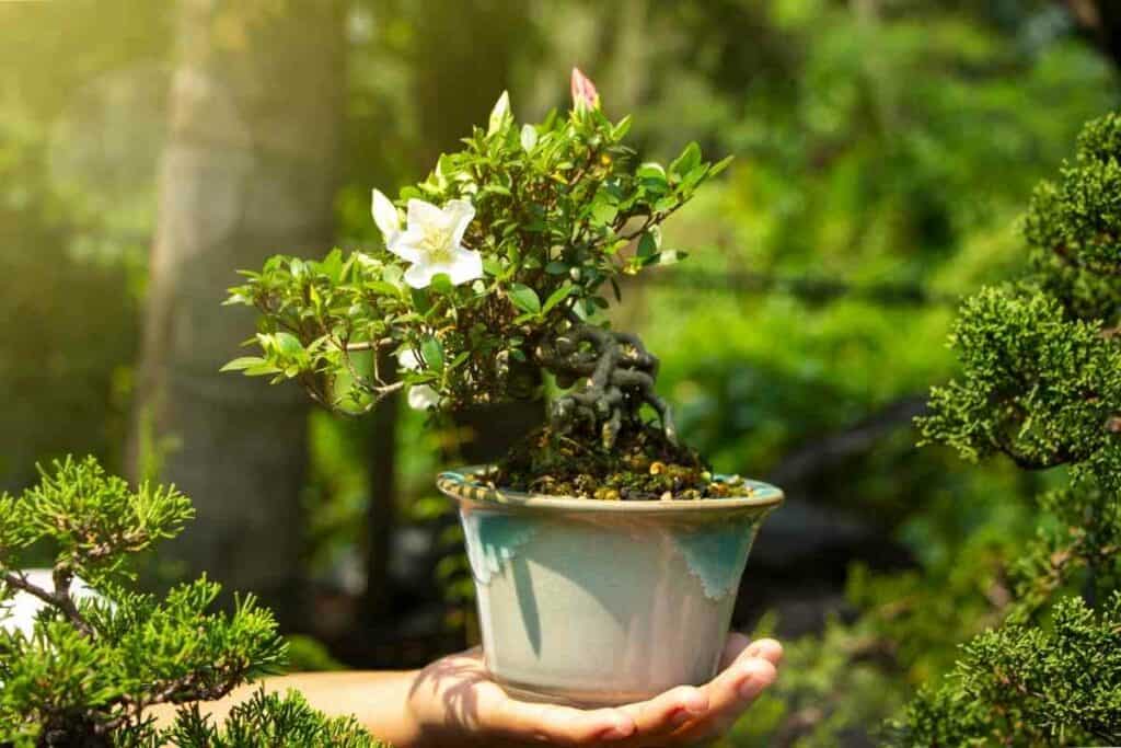 Overwatered bonsai