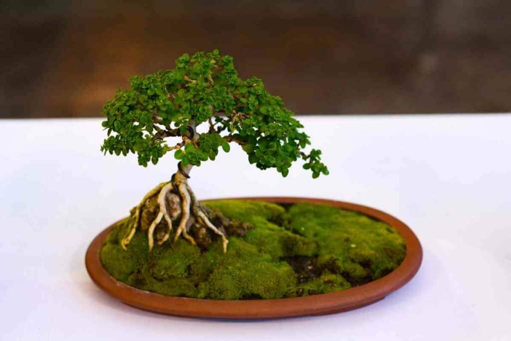 A small bonsai watering tips