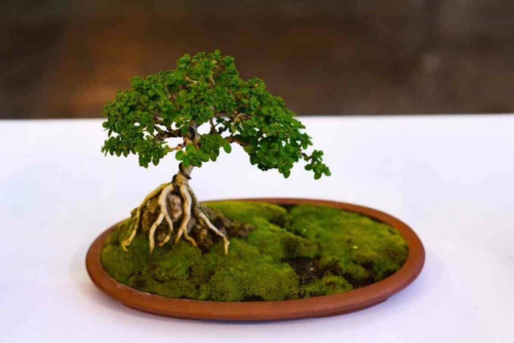 How do I water my indoor Bonsai tree? – Bonsai Bar