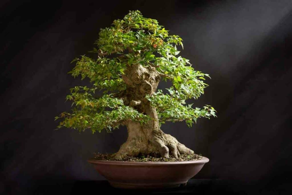 Watering bonsai trees indoors guide