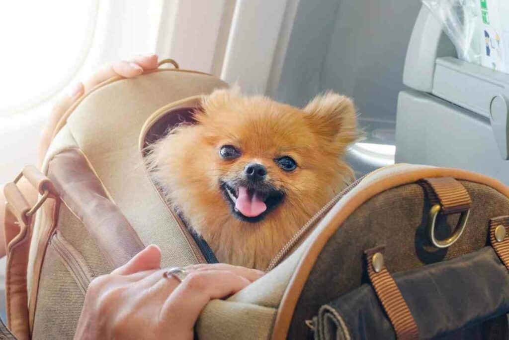Pets Japan airlines allow listed