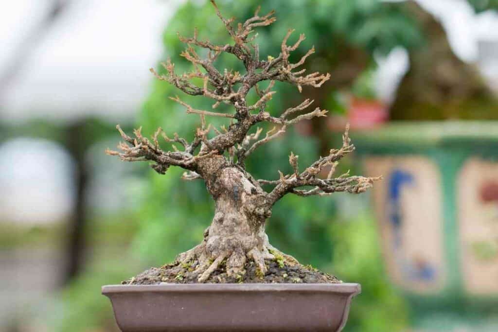 Bonsai branches dry