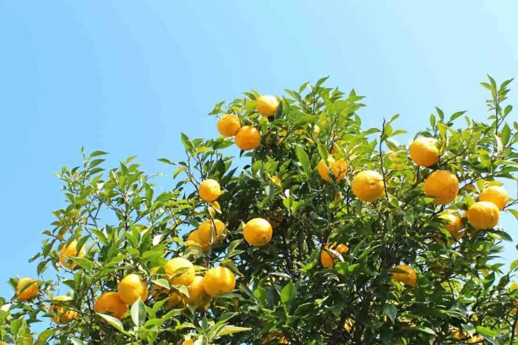 Yuzu Vs Lemon fruit