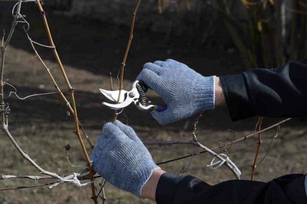 Japanese pruners guide