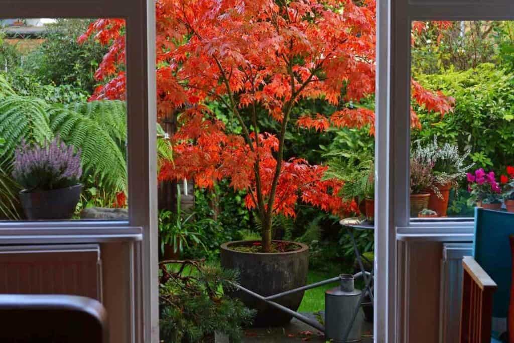 Best pots for Japanese maple guide