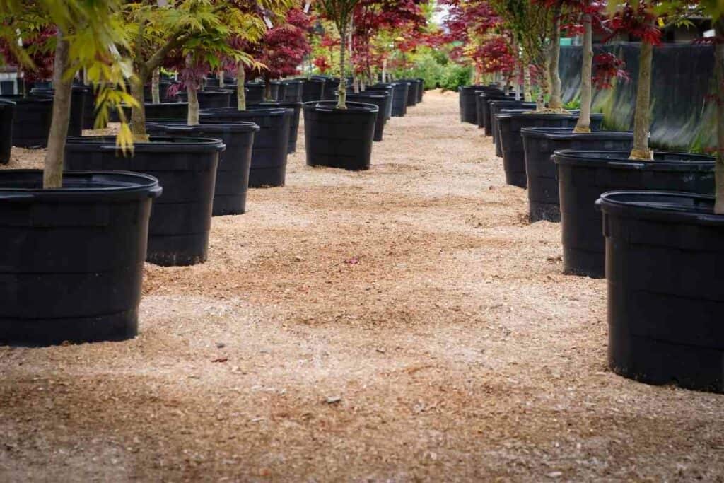 Pots for Japanese Maple backyard