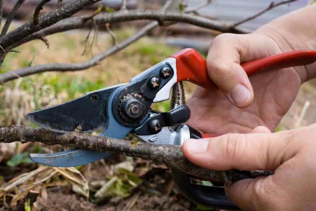 Japanese Samurai Bypass Pruner