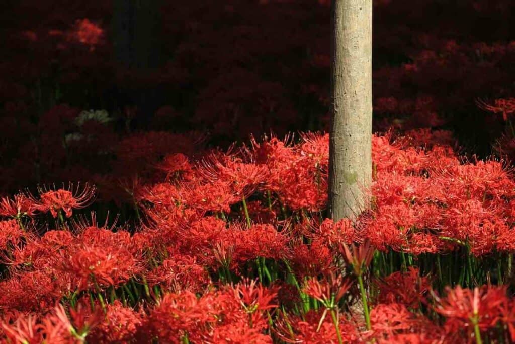 In Suzume (2022), the heroine passes by some Red Spider Lilies on her  journey. The meanings of the lilies in Japanese culture foreshadow the  destination of her journey (explanation in comments) :