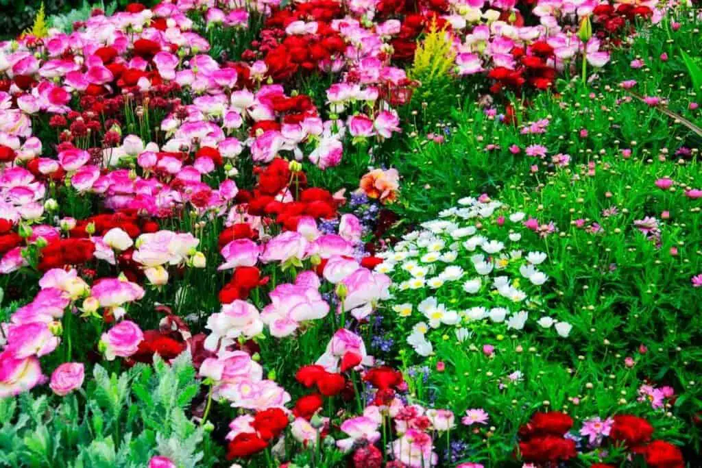 Language of flowers in Japan is called Hanakotoba