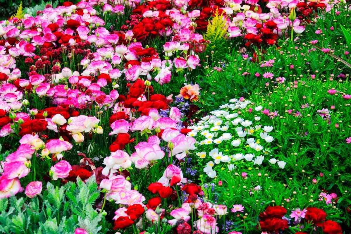 What Flower Symbolizes Death In Japan YouGoJapan