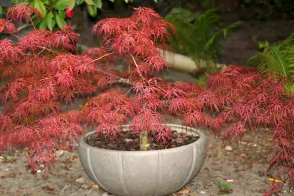 Japanese maple pot buyers guide