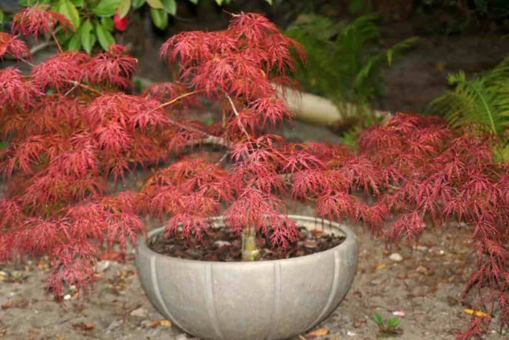 3 Best Pots For Japanese Maple - YouGoJapan