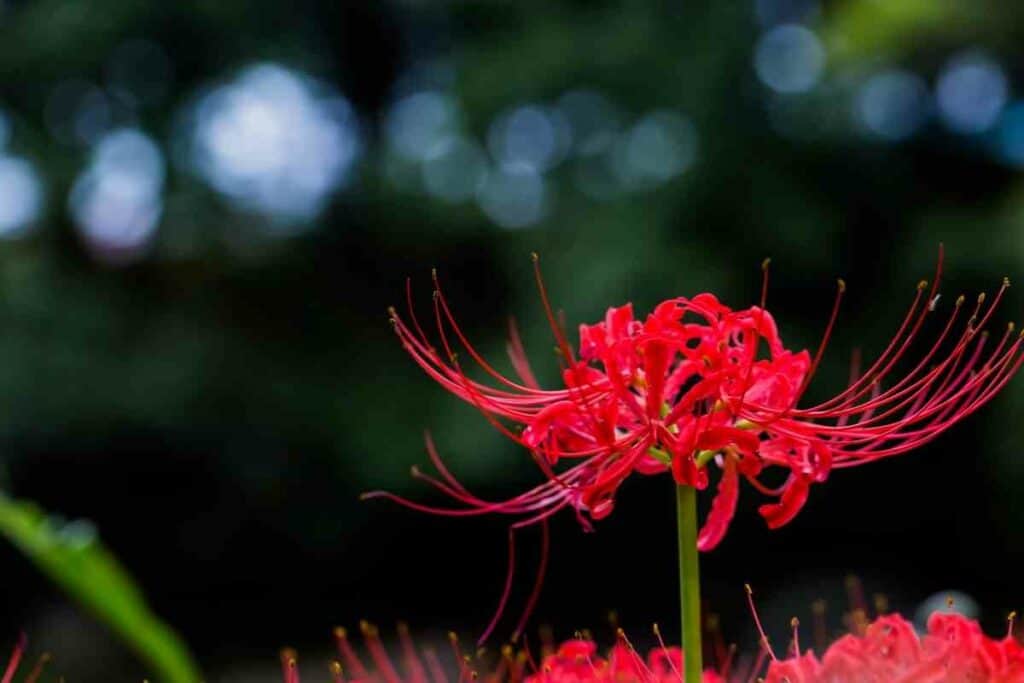 Flower Red spider lily
