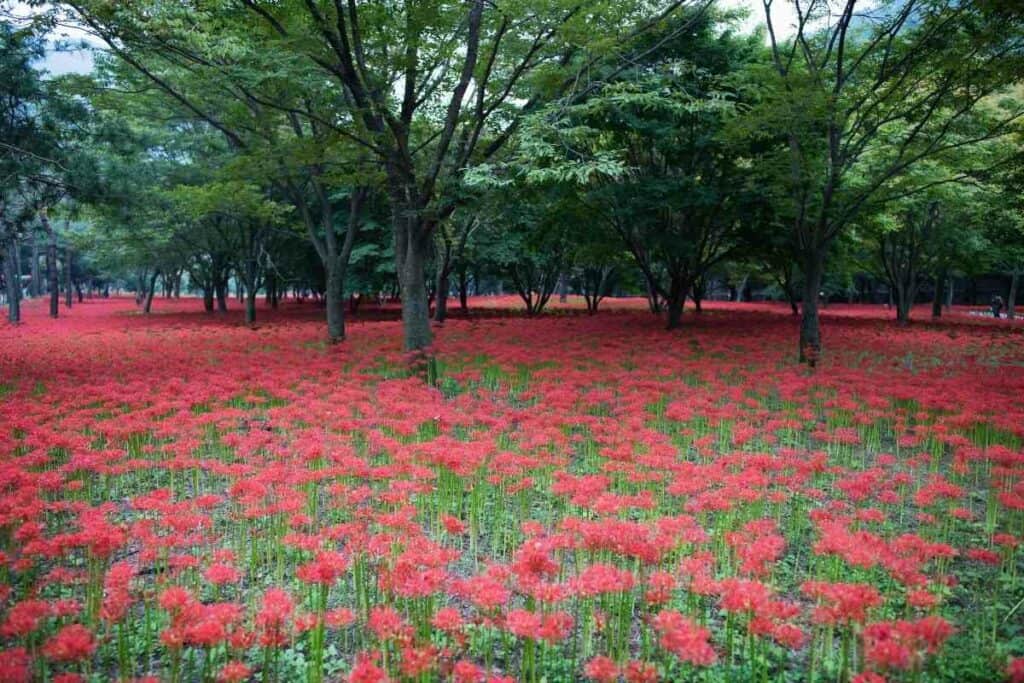 The meaning Red spider lily