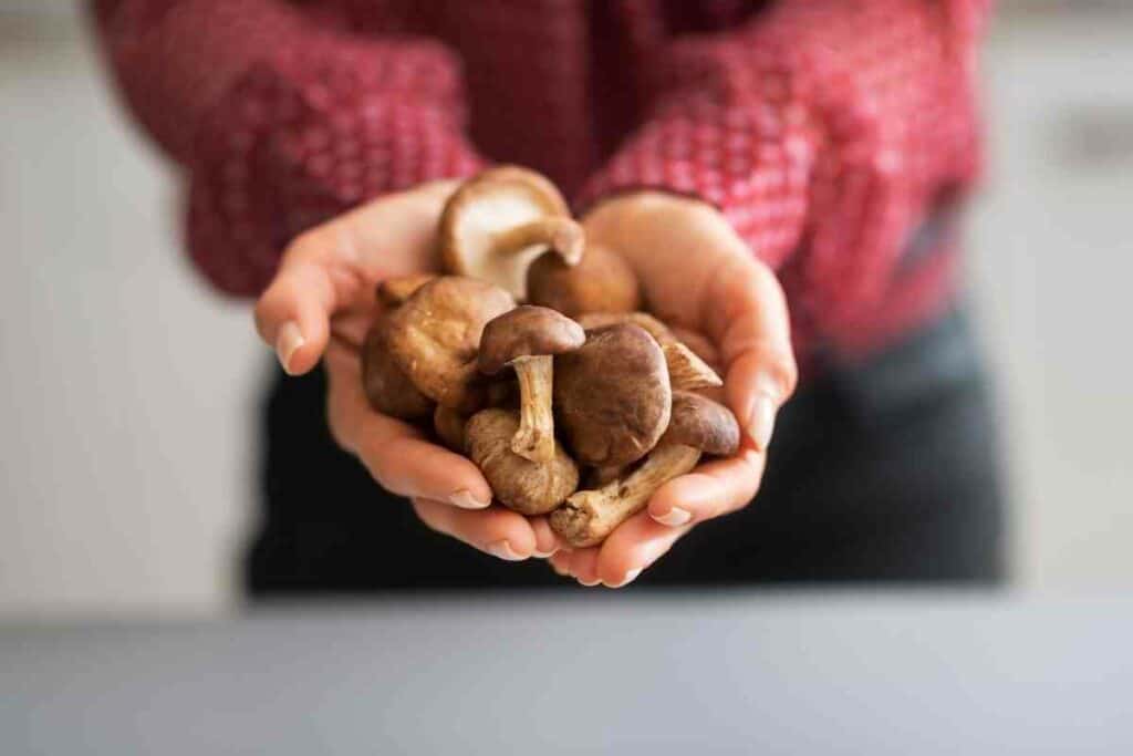 Little brown Shiitake mushrooms