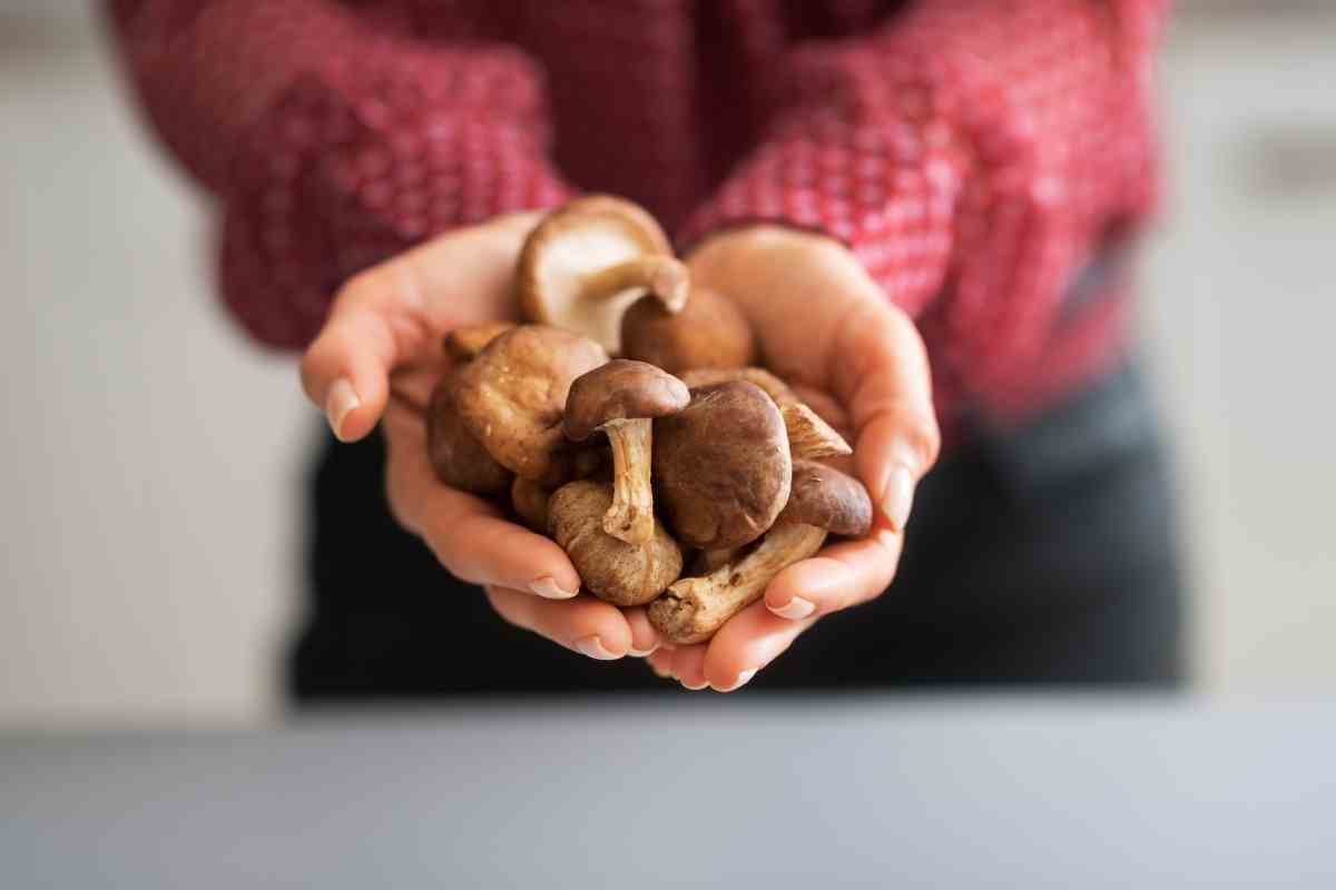 Shiitake Mushroom Tea Guide (And How to Make It) YouGoJapan