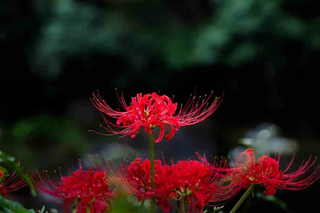 Flower symbolizes death in Japan red spider lily