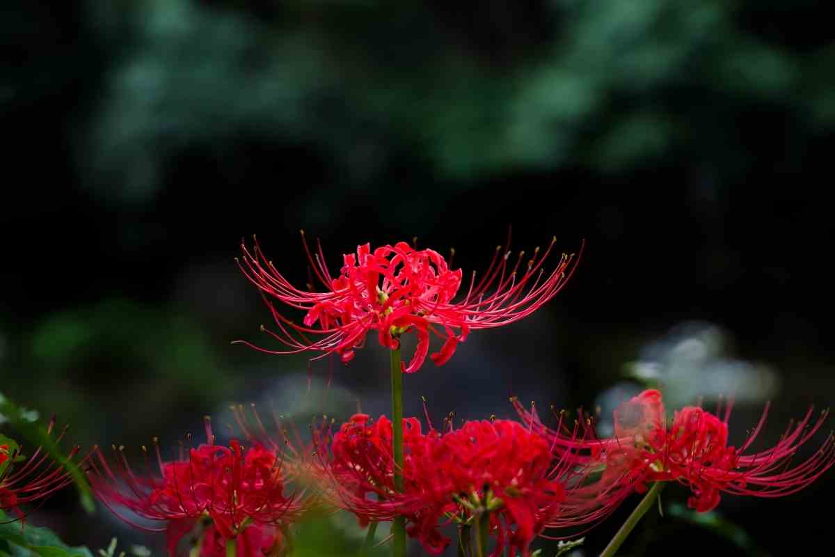 What Flower Symbolizes Death in Japan