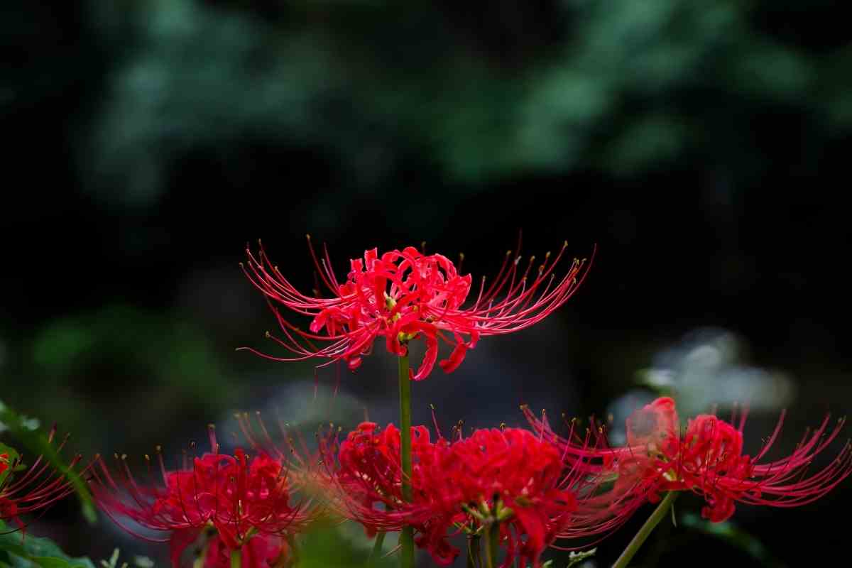 Red spider lily flower HD wallpapers  Pxfuel