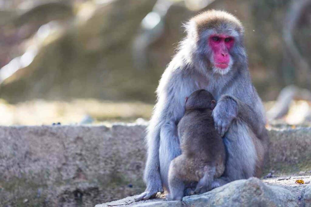 Visit Arashiyama Monkey Park Iwatayama