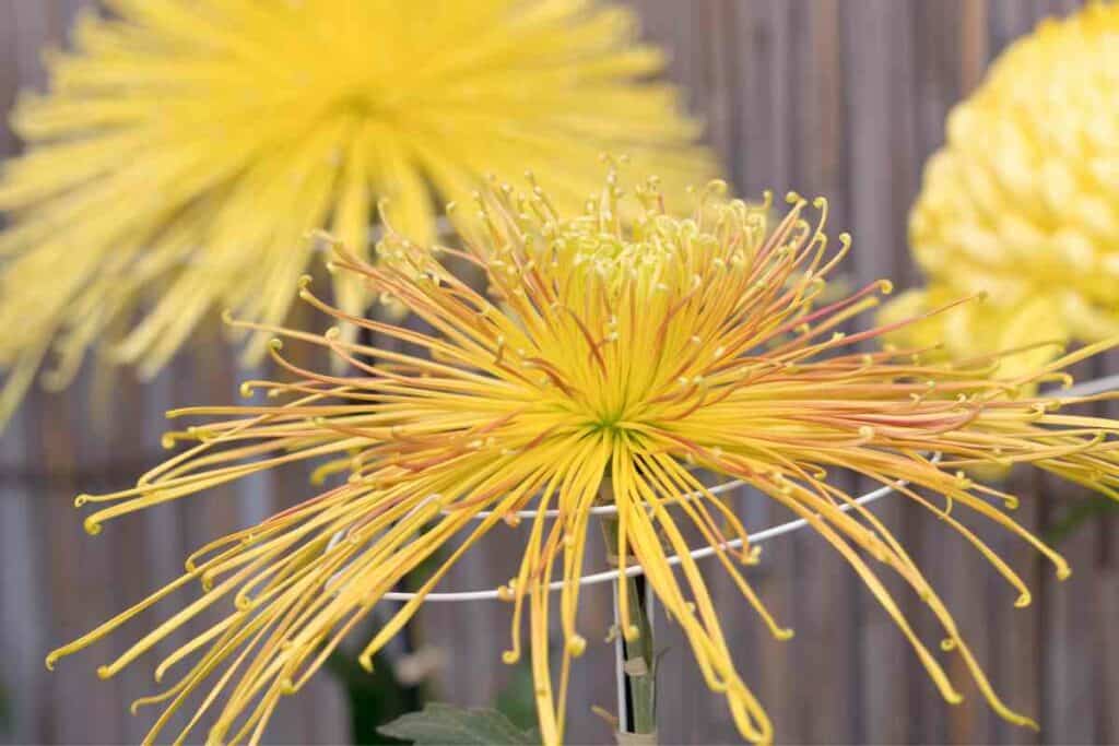 Chrysanthemum festival celebration in Japan