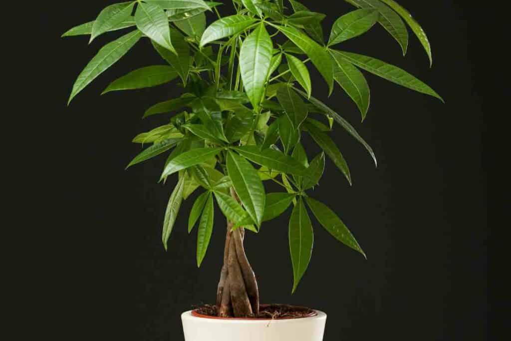 Growing Japanese money tree