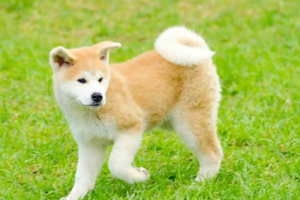 Akita Inu dog from Japan
