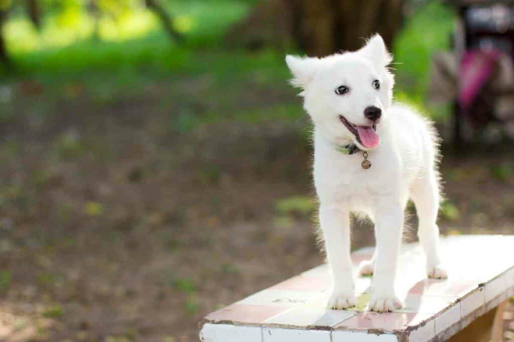 Diet Of Small Japanese Dog Breeds