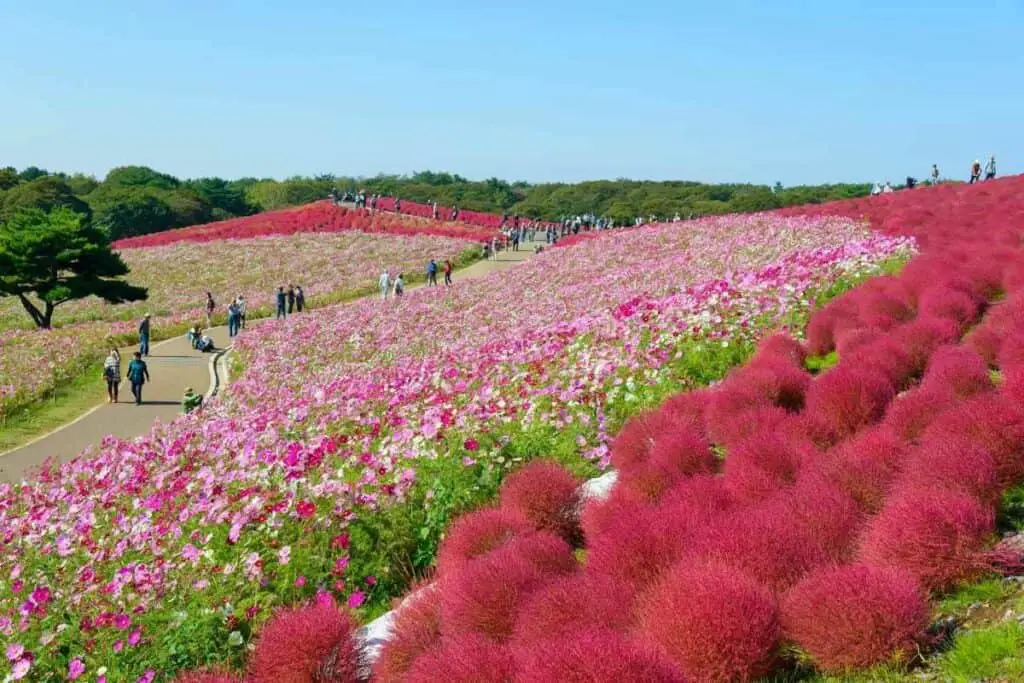 Japan's flower park