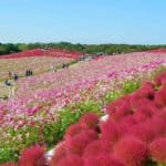 10 Best Flower Parks in Japan and When to See Them