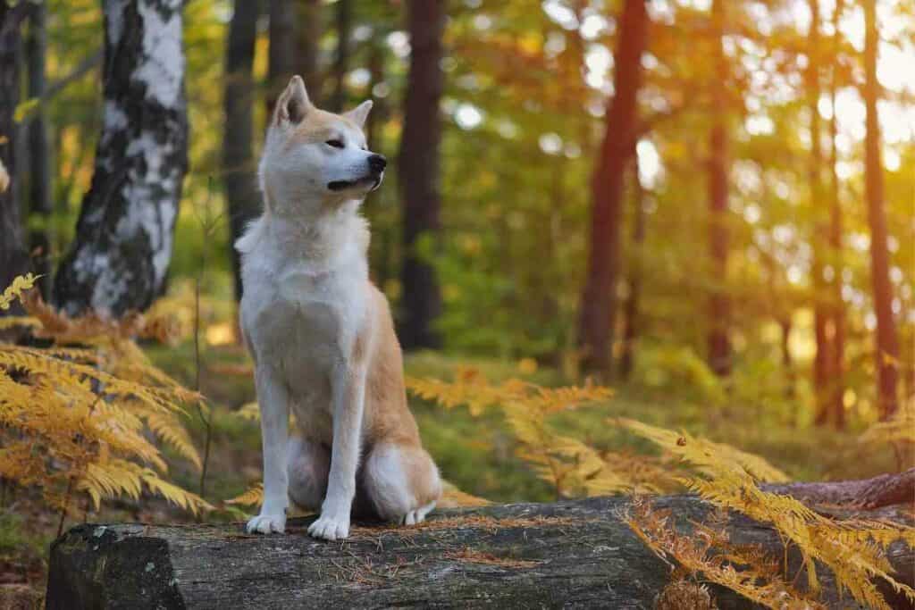 Japanese dog breeds history