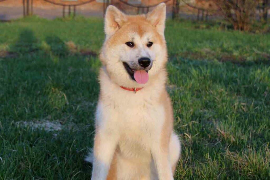 Hokkaido dog from Japan