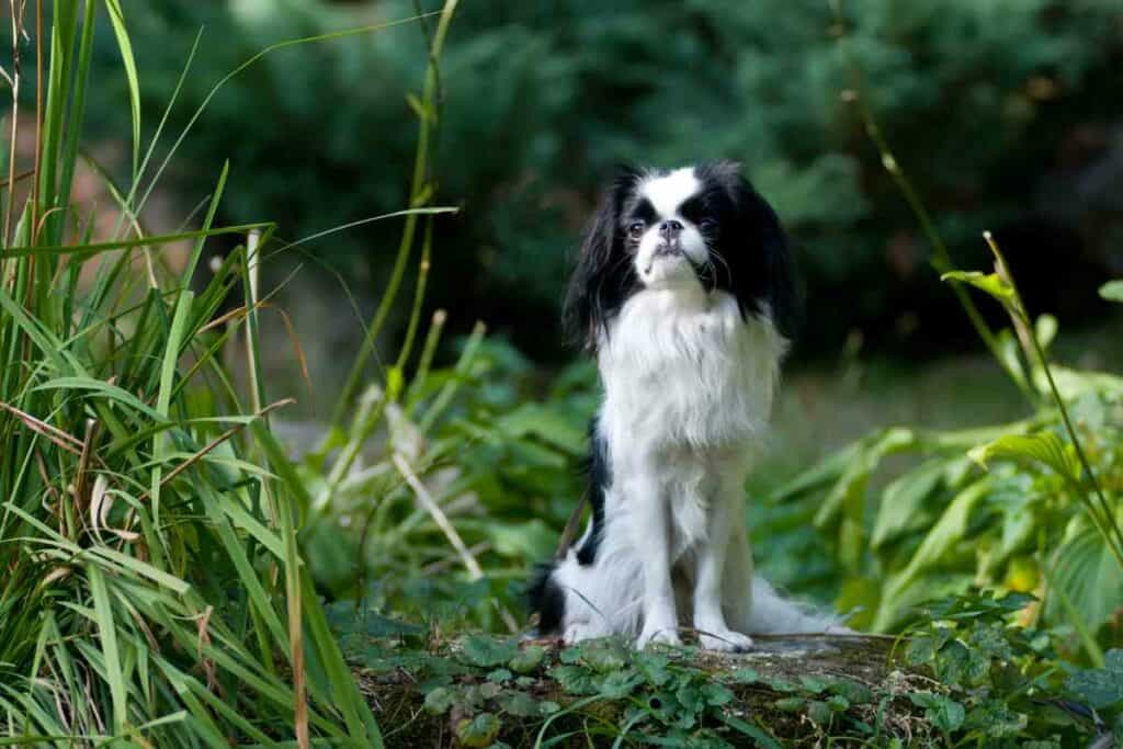 Japanese Chin