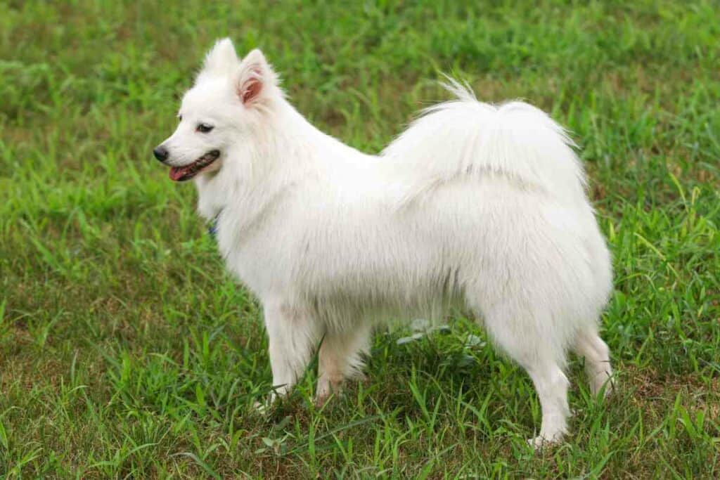 Japanese Spitz