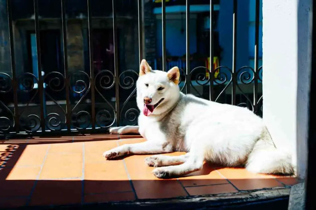 Kishu dog breed from Japan