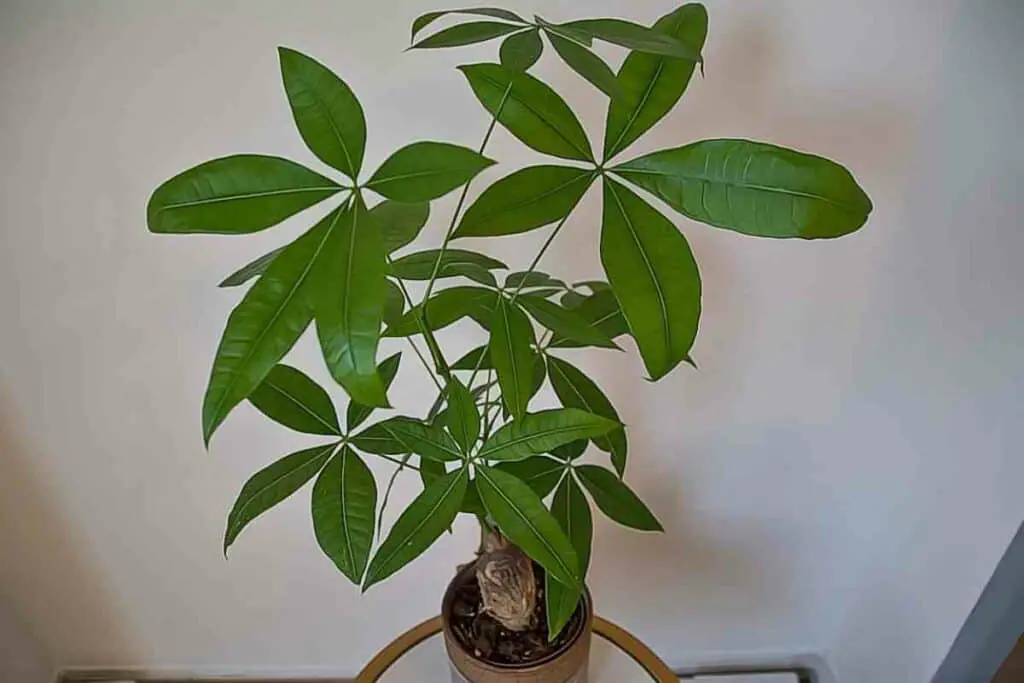 Pachira Aquatica plant