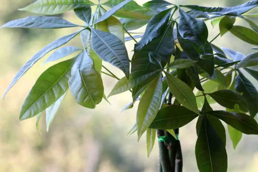 The Japanese money tree is an Asian exotic plant
