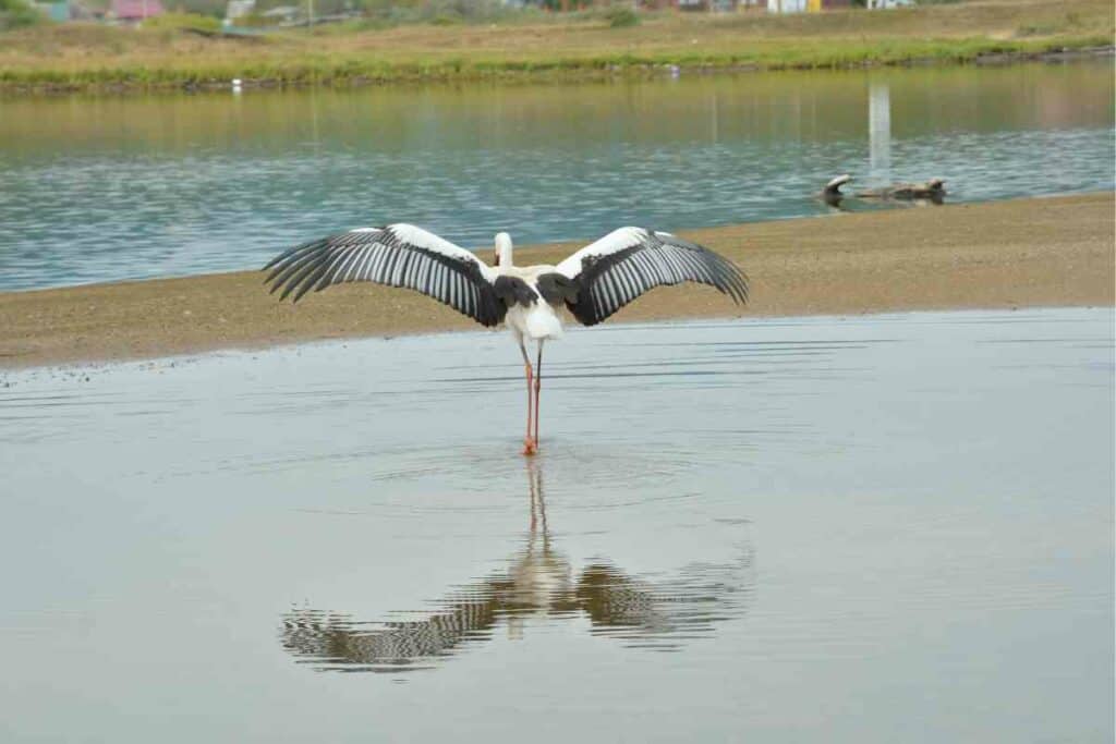 Ciconia boyciana