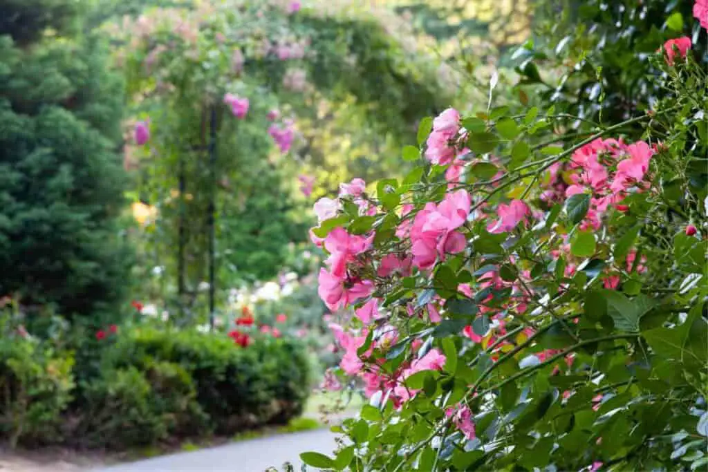 The Rose Garden of Jindai Botanical Gardens