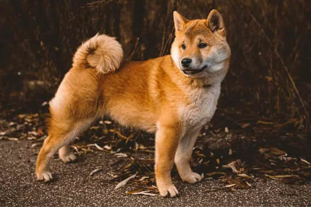Shiba Inu dog breed from Japan