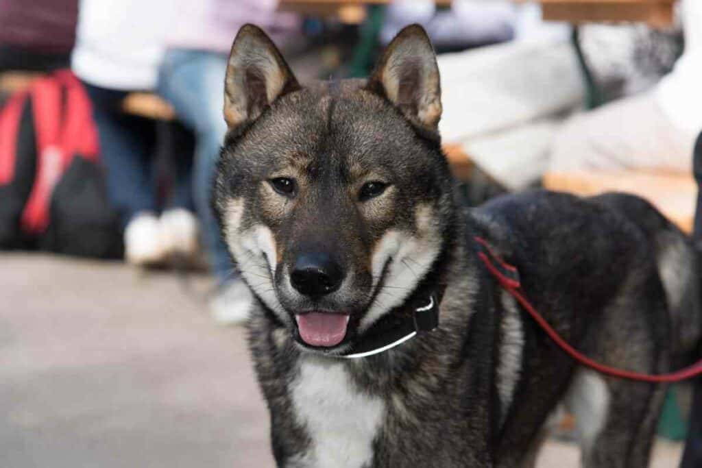 Shikoku dog breed from Japan