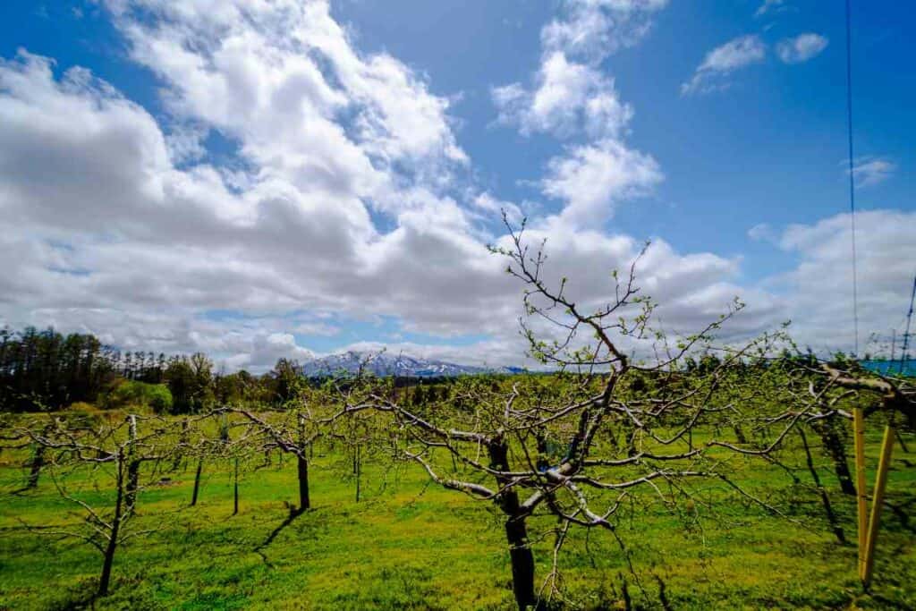 Aomori apple trees Japan