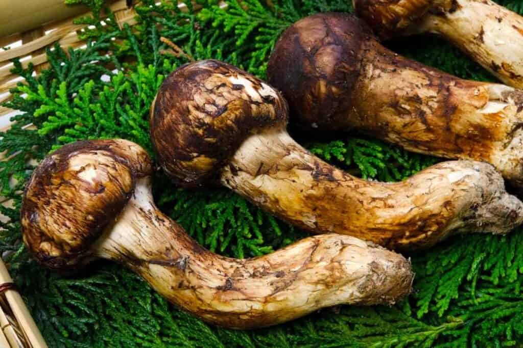 Expensive Japanese Matsutake mushrooms