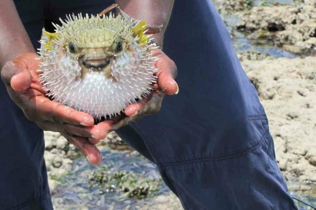 Expensive Japanese Torafugu