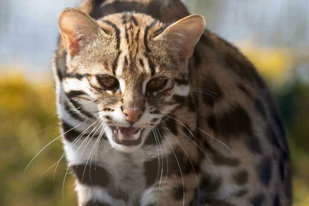 Asian Leopard cat in Japan